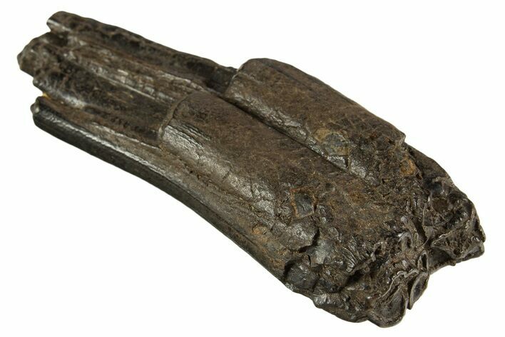 Pleistocene Aged Fossil Horse Tooth - South Carolina #332369